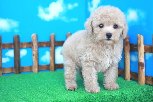 成約済の滋賀県のトイプードル-31824の1枚目