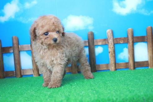 成約済の滋賀県のトイプードル-31825の1枚目