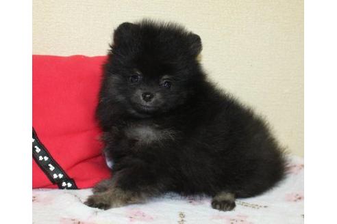 成約済の埼玉県のポメラニアン-31013の3枚目