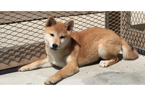 成約済の愛知県の柴犬-31840の1枚目