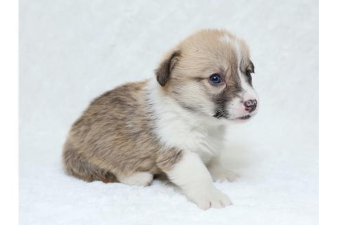 成約済の栃木県のウェルシュコーギーペンブローク-31869の2枚目