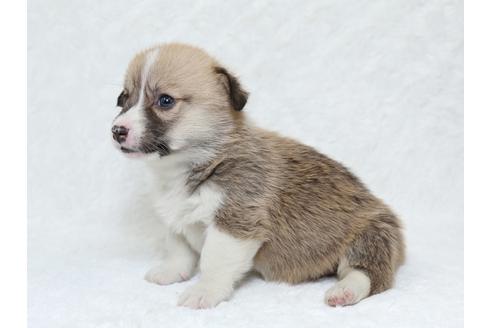 成約済の栃木県のウェルシュコーギーペンブローク-31869の3枚目