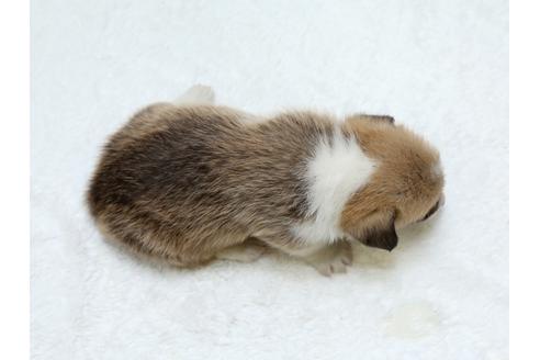 成約済の栃木県のウェルシュコーギーペンブローク-31869の4枚目