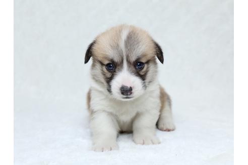 成約済の栃木県のウェルシュコーギーペンブローク-31870の1枚目