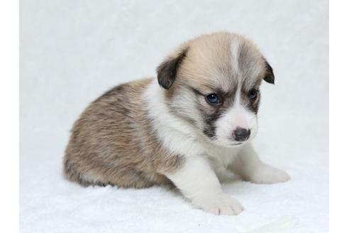 成約済の栃木県のウェルシュコーギーペンブローク-31870の2枚目