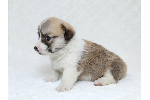 成約済の栃木県のウェルシュコーギーペンブローク-31870の3枚目