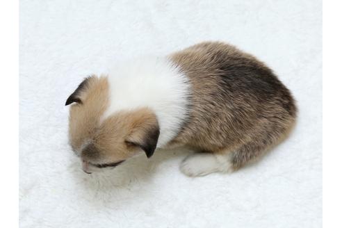 成約済の栃木県のウェルシュコーギーペンブローク-31870の4枚目