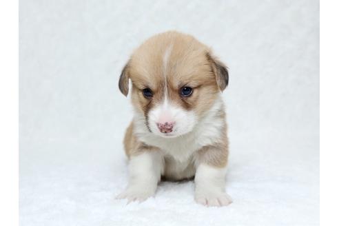 成約済の栃木県のウェルシュコーギーペンブローク-31871の1枚目