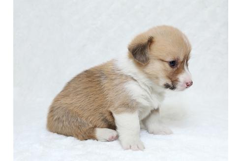 成約済の栃木県のウェルシュコーギーペンブローク-31871の2枚目