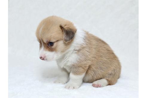 成約済の栃木県のウェルシュコーギーペンブローク-31871の3枚目