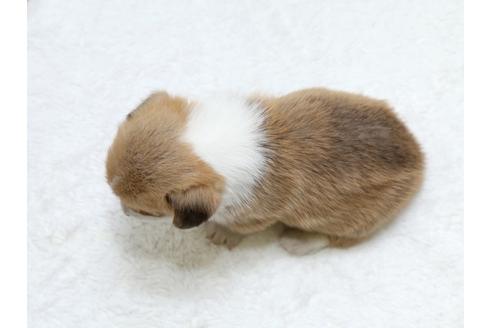 成約済の栃木県のウェルシュコーギーペンブローク-31871の4枚目