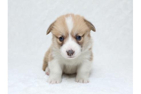 成約済の栃木県のウェルシュコーギーペンブローク-31872の3枚目