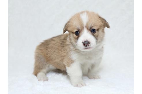 成約済の栃木県のウェルシュコーギーペンブローク-31872の4枚目