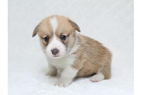 成約済の栃木県のウェルシュコーギーペンブローク-31872の1枚目