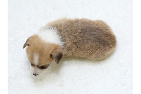 成約済の栃木県のウェルシュコーギーペンブローク-31872の2枚目