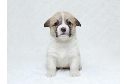 成約済の栃木県のウェルシュコーギーペンブローク-31873の1枚目