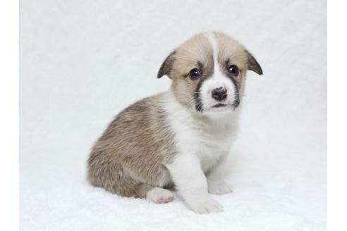 成約済の栃木県のウェルシュコーギーペンブローク-31873の2枚目