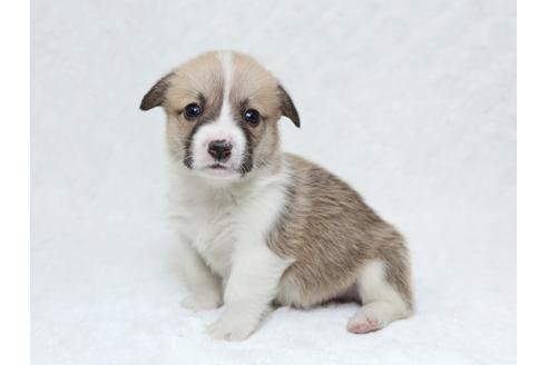 成約済の栃木県のウェルシュコーギーペンブローク-31873の3枚目