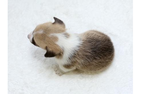 成約済の栃木県のウェルシュコーギーペンブローク-31873の4枚目