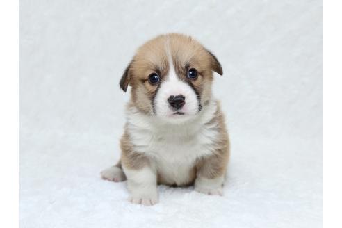 成約済の栃木県のウェルシュコーギーペンブローク-31874の1枚目