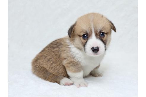 成約済の栃木県のウェルシュコーギーペンブローク-31874の2枚目