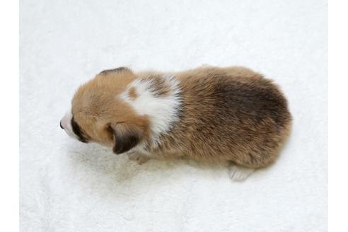 成約済の栃木県のウェルシュコーギーペンブローク-31874の4枚目