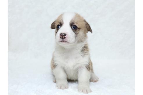 成約済の栃木県のウェルシュコーギーペンブローク-31875の4枚目