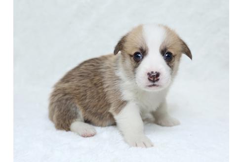 成約済の栃木県のウェルシュコーギーペンブローク-31875の1枚目