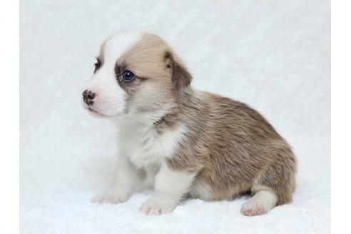 成約済の栃木県のウェルシュコーギーペンブローク-31875の2枚目