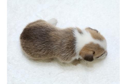 成約済の栃木県のウェルシュコーギーペンブローク-31875の3枚目