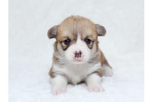 成約済の栃木県のウェルシュコーギーペンブローク-31876の2枚目