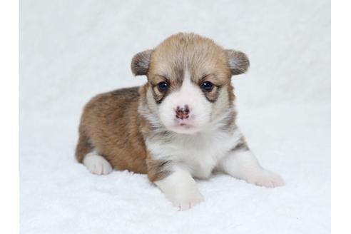 成約済の栃木県のウェルシュコーギーペンブローク-31876の3枚目