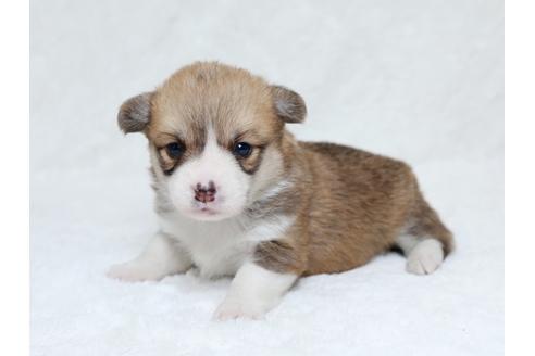 成約済の栃木県のウェルシュコーギーペンブローク-31876の4枚目