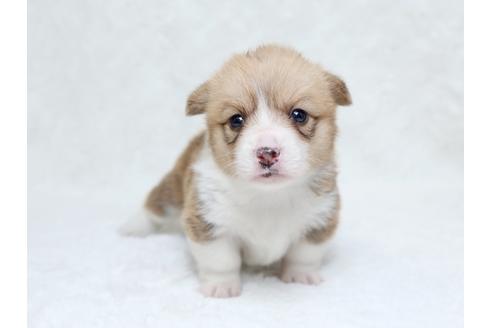 成約済の栃木県のウェルシュコーギーペンブローク-31877の1枚目