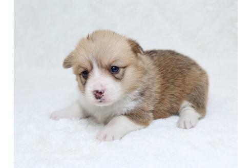 成約済の栃木県のウェルシュコーギーペンブローク-31877の2枚目