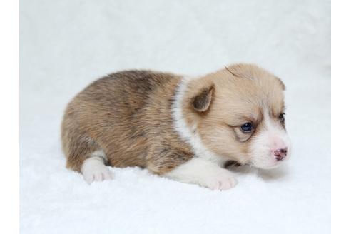 成約済の栃木県のウェルシュコーギーペンブローク-31877の3枚目