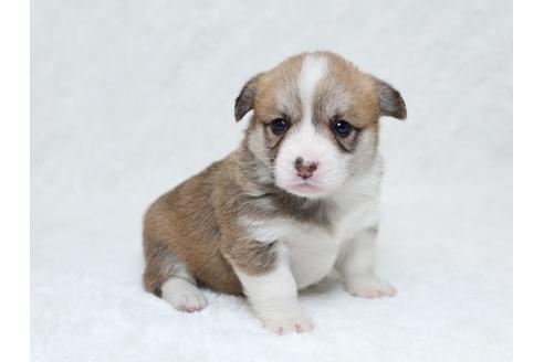 成約済の栃木県のウェルシュコーギーペンブローク-31878の3枚目