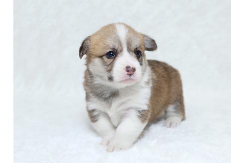 成約済の栃木県のウェルシュコーギーペンブローク-31878の4枚目