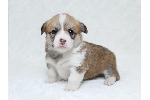 成約済の栃木県のウェルシュコーギーペンブローク-31878の1枚目