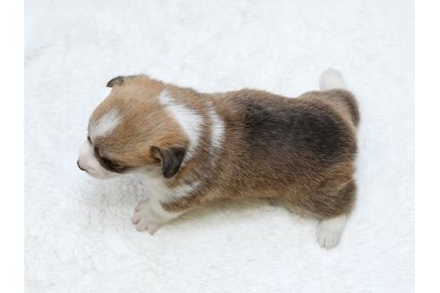 成約済の栃木県のウェルシュコーギーペンブローク-31878の2枚目