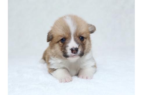 成約済の栃木県のウェルシュコーギーペンブローク-31879の1枚目