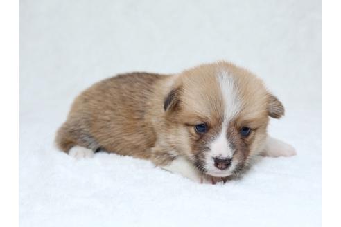 成約済の栃木県のウェルシュコーギーペンブローク-31879の2枚目