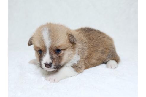 成約済の栃木県のウェルシュコーギーペンブローク-31879の3枚目