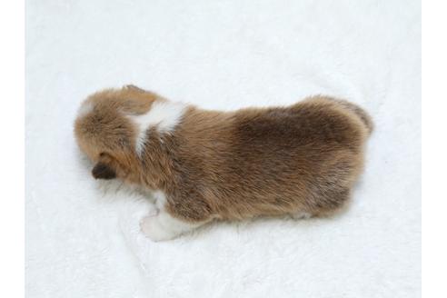 成約済の栃木県のウェルシュコーギーペンブローク-31879の4枚目