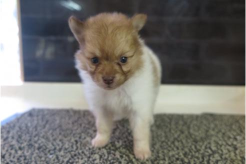 成約済の大阪府のポメラニアン-31900の5枚目