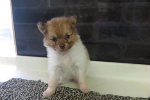 成約済の大阪府のポメラニアン-31900の1枚目