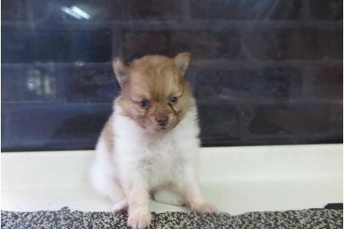成約済の大阪府のポメラニアン-31900の2枚目