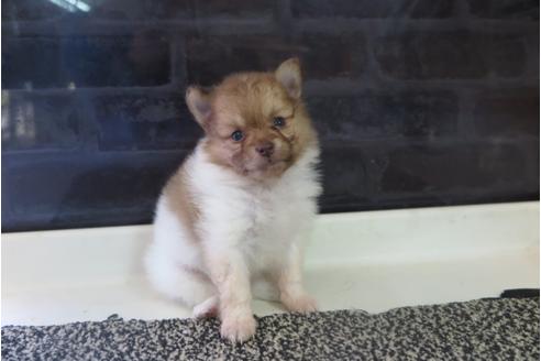 成約済の大阪府のポメラニアン-31900の4枚目