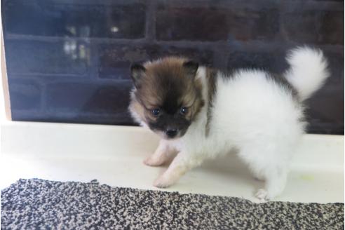 成約済の大阪府のポメラニアン-31901の5枚目