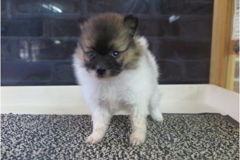 成約済の大阪府のポメラニアン-31901の1枚目
